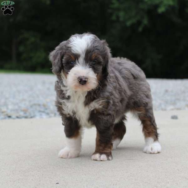 Sophia, Mini Bernedoodle Puppy